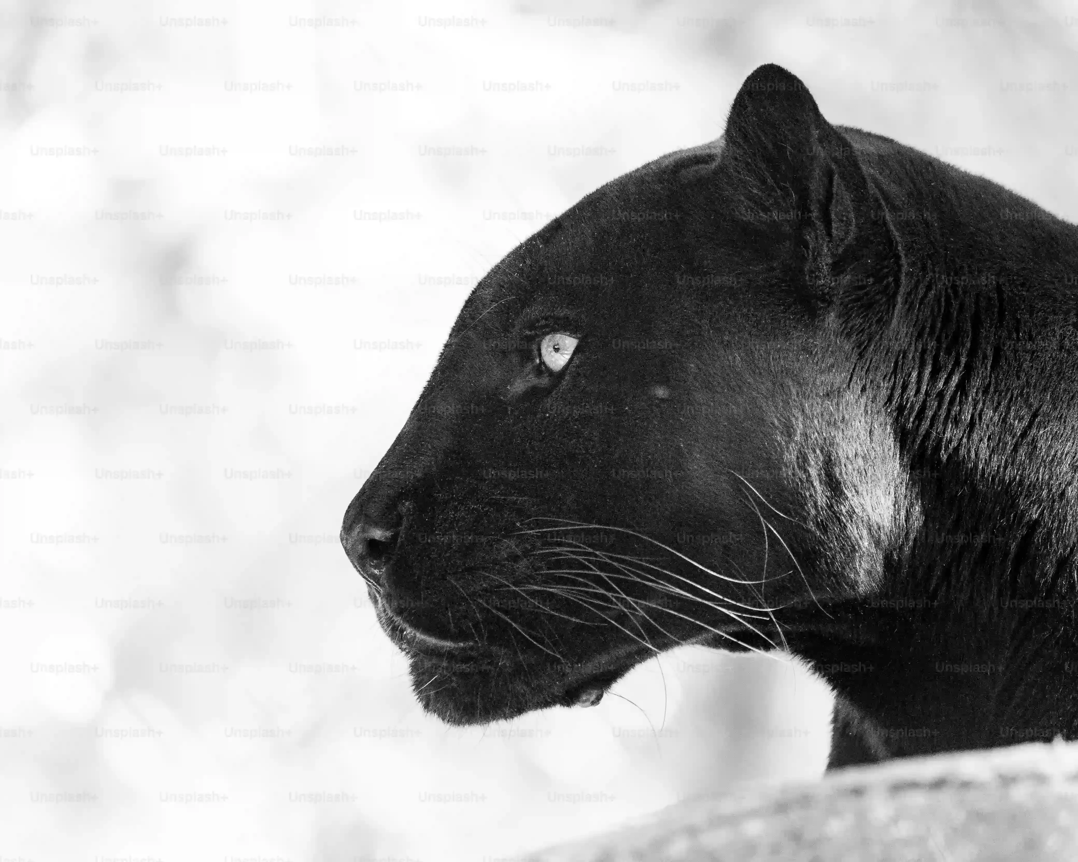 失敗しない！あなたにぴったりの 猫 ブリーダー 黒 猫 の探し方【完全ガイド】